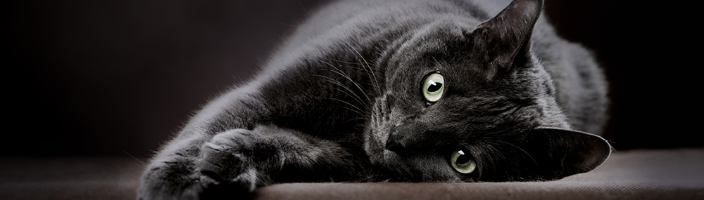Black Cat Society banner